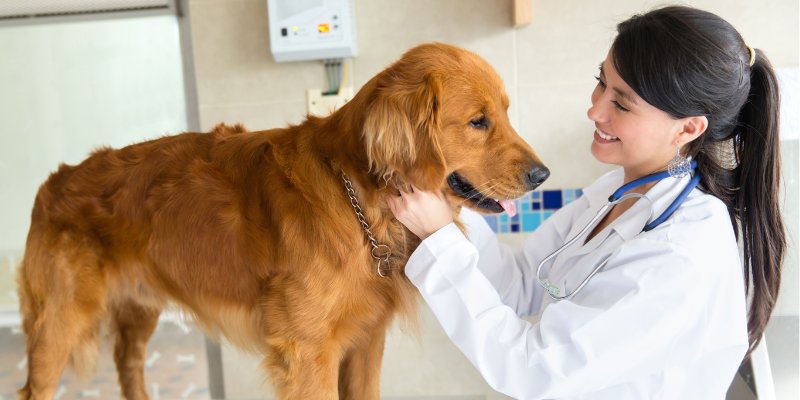 A veterinarian performing a physical exam on a dog at a veterinary clinic.
