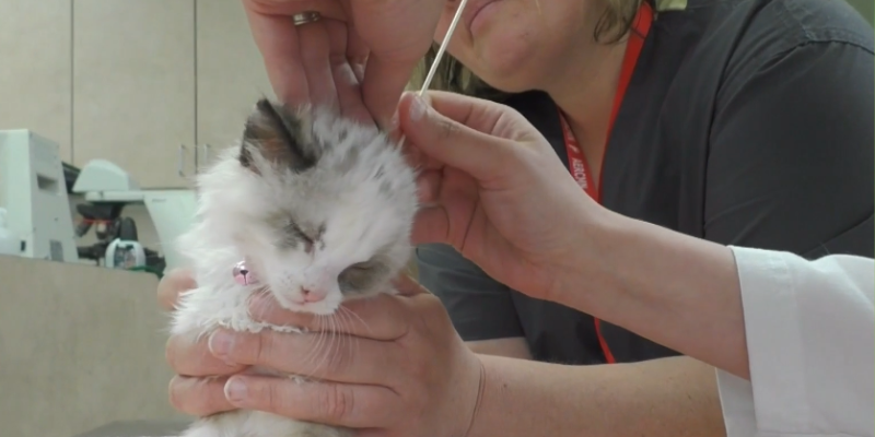 A photo of a cat on an exam table getting ears cleaned by veterinary staff at Animal Emergency & Referral Center of Minnesota