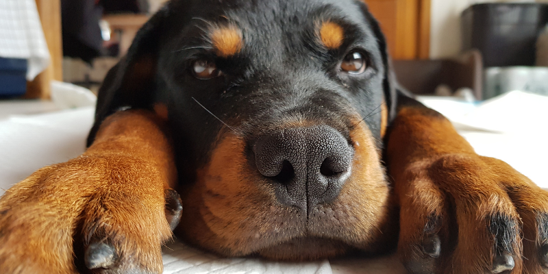 A dog lying down on a carpet with it's head in between his paws.