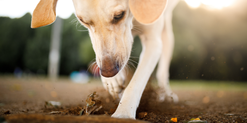 A dog digging in dirt.