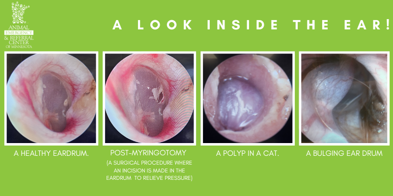 A collage of close-up photos of pet's ears: the first photo is of a healthy eardrum. The second photo is of a post-myringotomy (a surgical procedure where an incision is made in the eardrum to relieve pressure). The third photo is of a polyp in a cat. The fourth photo is of A bulging ear drum. All photos from Animal Emergency & Referral Center of Minnesota's Dermatology Service.