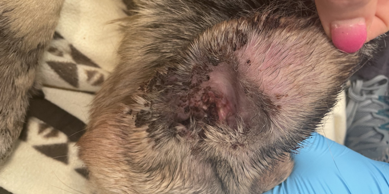 Close-up of a patient's ear with exudate from otitis externa (ear infection), AERC Dermatology Service, Animal Emergency & Referral Center of Minnesota
