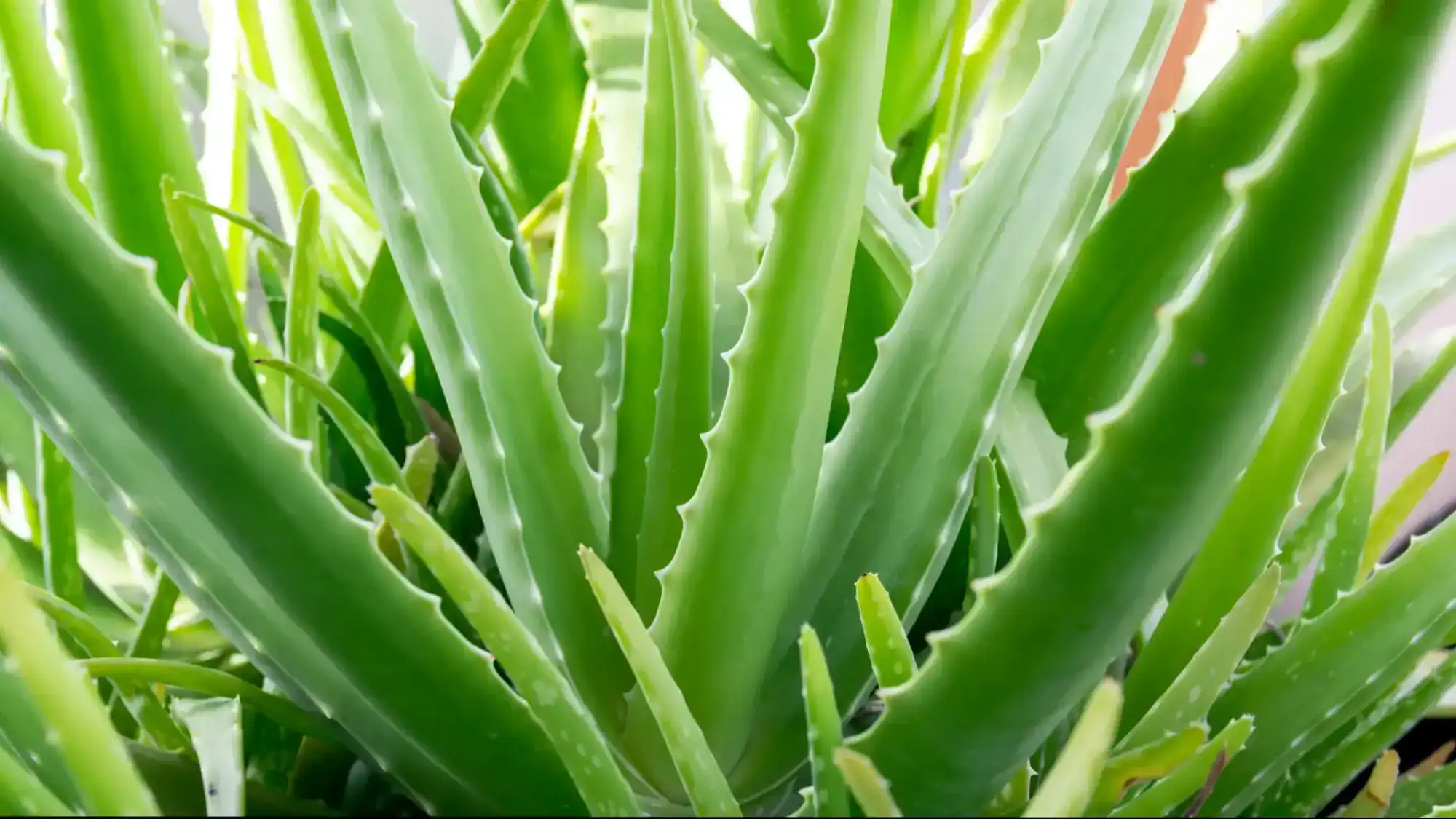 A close-up image of an aloe vera plant.