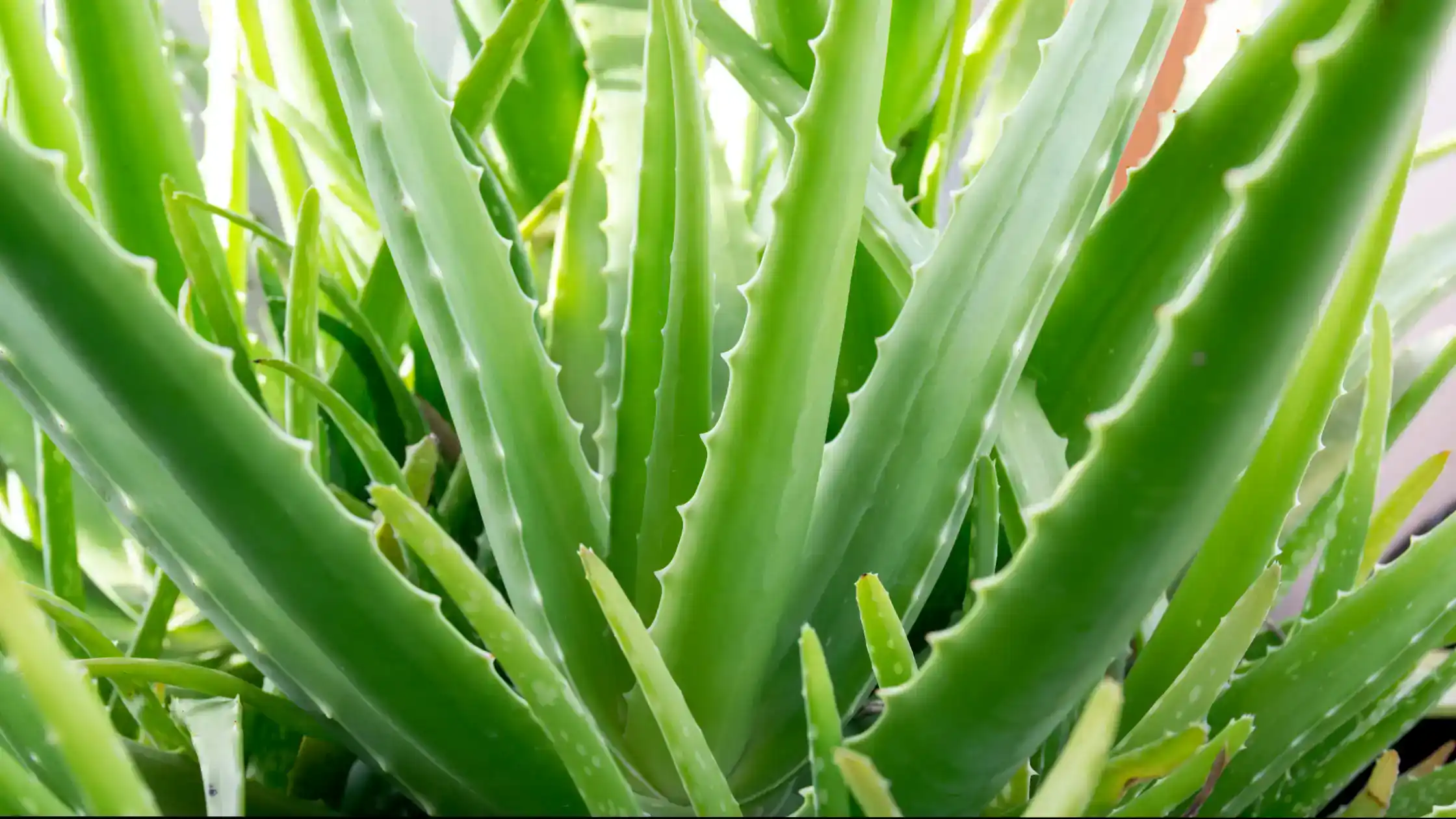 Aloe Vera and Pets