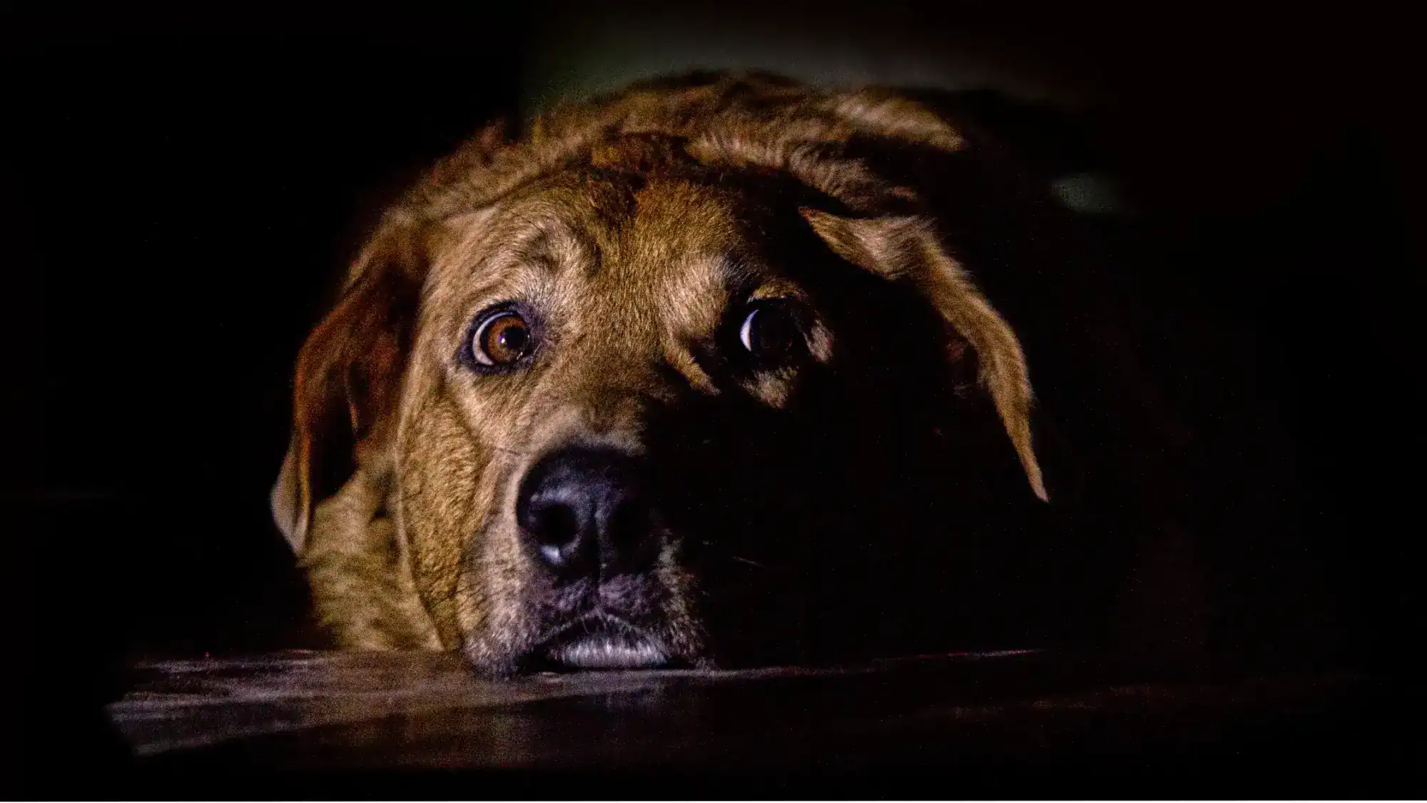 An anxious dog hiding underneath furniture, surrounded by darkness.