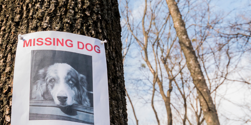 A missing dog flyer on a tree with a photo of a dog.