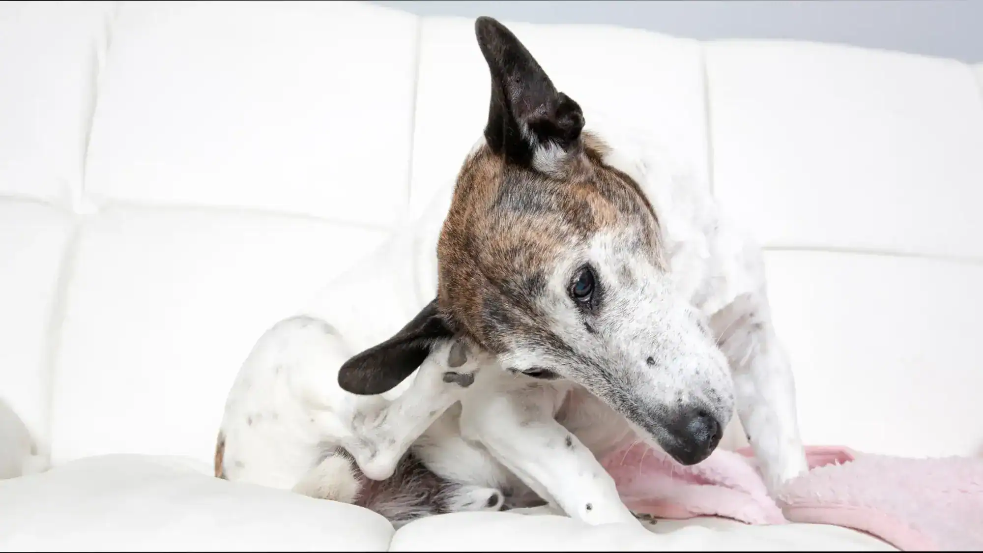 ear infections in pets, a dog sitting on a white couch itching it's ear, Animal Emergency & Referral Center of Minnesota