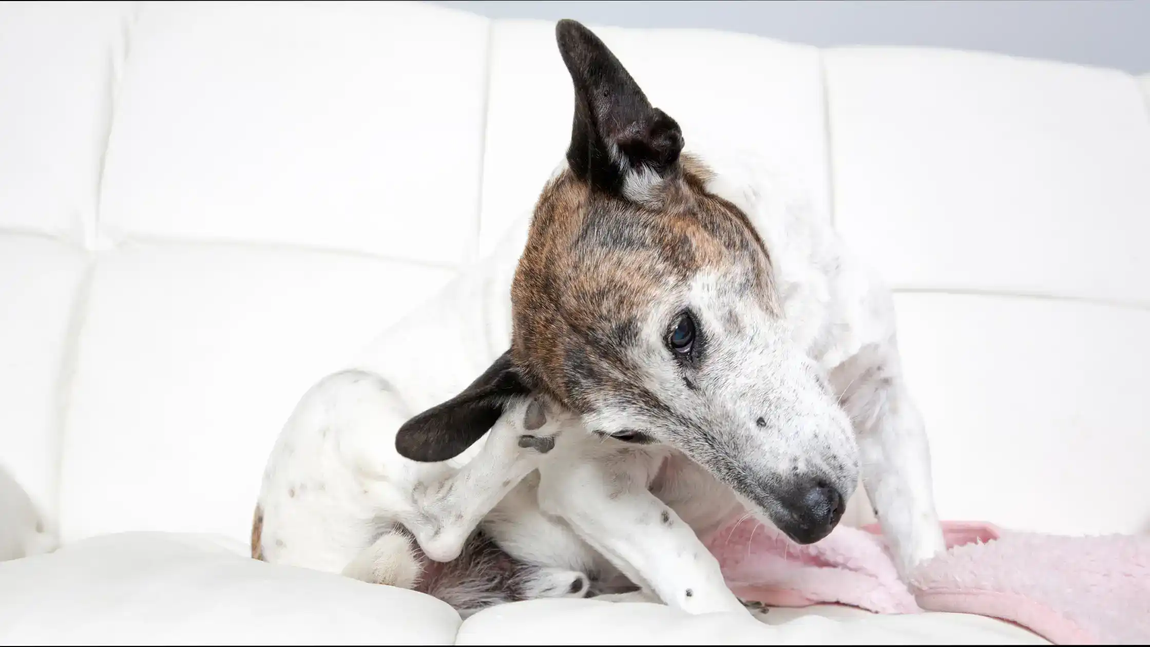 Understanding Your Pet’s Ear Infection