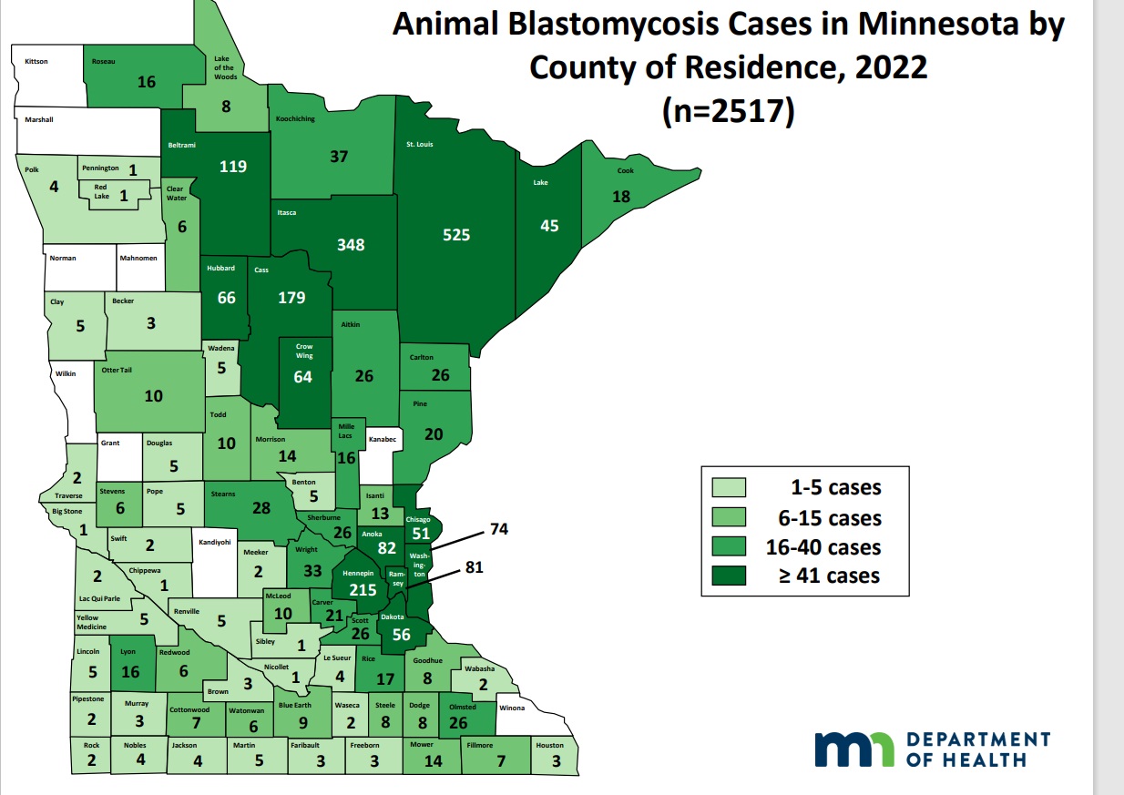 A map of Minnesota's counties and number of animal blastomycosis cases. Data and map from the Minnesota Department of Health's 2022 data with highest number of cases in Northeastern Minnesota and the Twin Cities area.