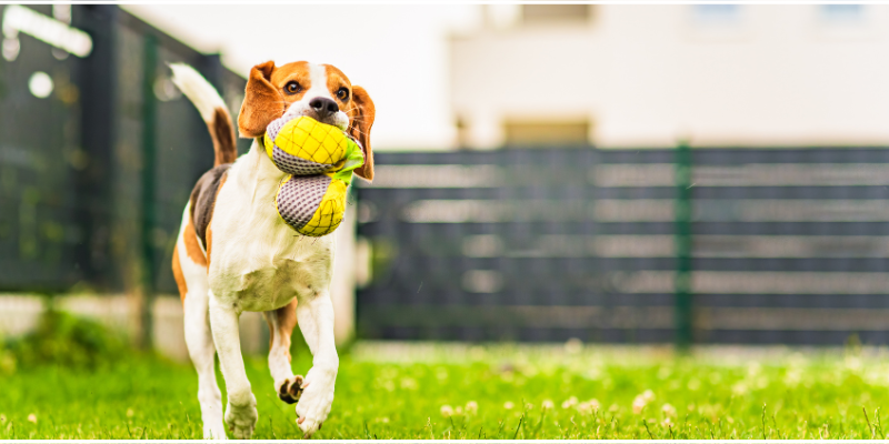 A dog running with a toy in mouth around a fenced-in backyard.