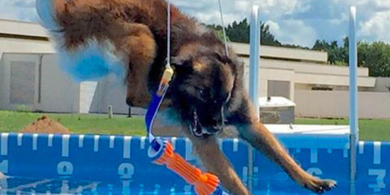 A dog jumping mid-air into a pool while competing in dock diving