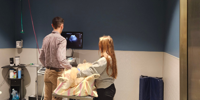 Dr. Nevins, a board-certified veterinary radiologist, performing an ultrasound on a dog at Animal Emergency & Referral Center of Minnesota.