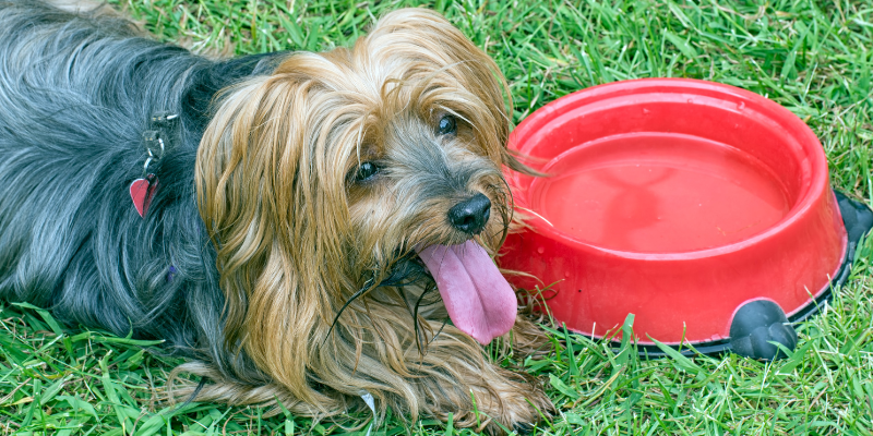 A small dog panting with tongue out while lying in the grass next to a red water dish.