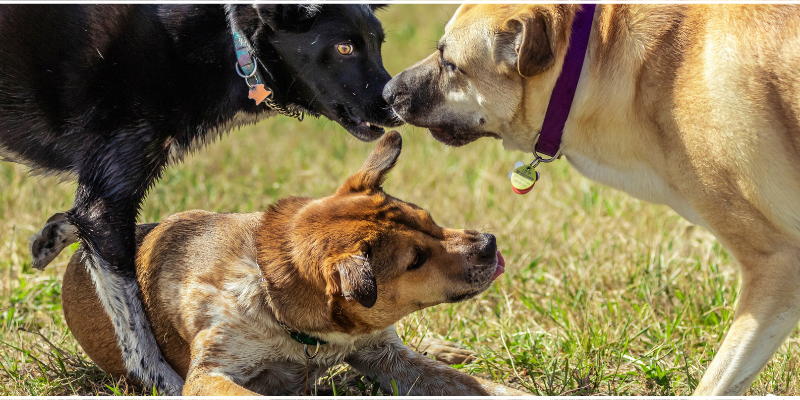 Three dogs in each other's faces at a dog park.