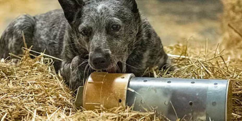 A dog surrounded by straw with mouth on tube with rat inside it for a barn hunt event.