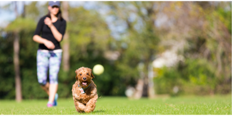 A woman throwing a ball and a dog running after it while outside. 