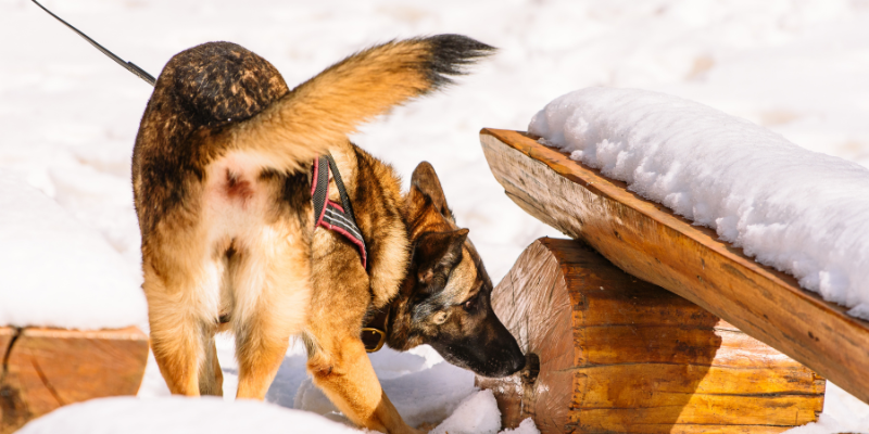 A dog outside in the snow doing nose work. 
