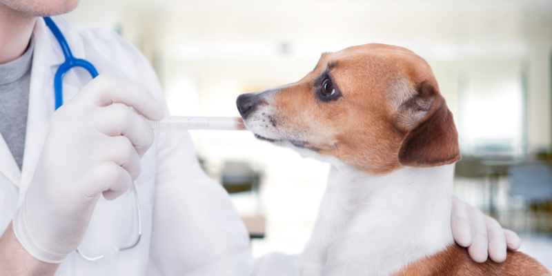 A veterinarian giving a dog oral medication with a syringe in an exam room.
