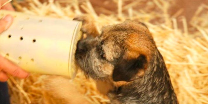 A dog sniffing a tube during barn hunt event. Photo from "For the Love of Dogs".