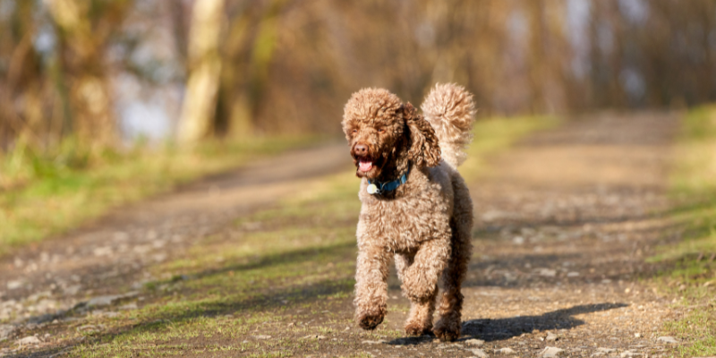 A dog running on an open dirt path.