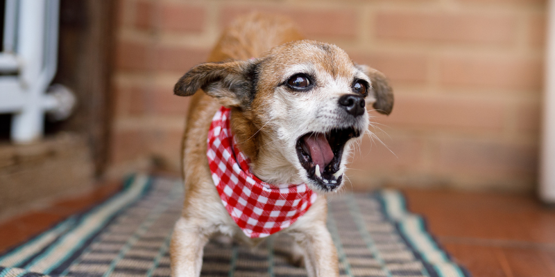 A small dog barking aggressively.