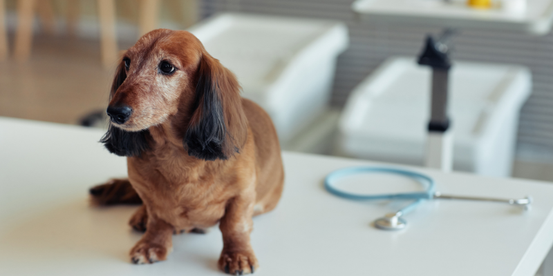 A dog with a swollen belly sitting on an exam table at a veterinary clinic.