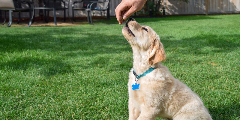 A dog in the yard sitting nicely and getting a treat.