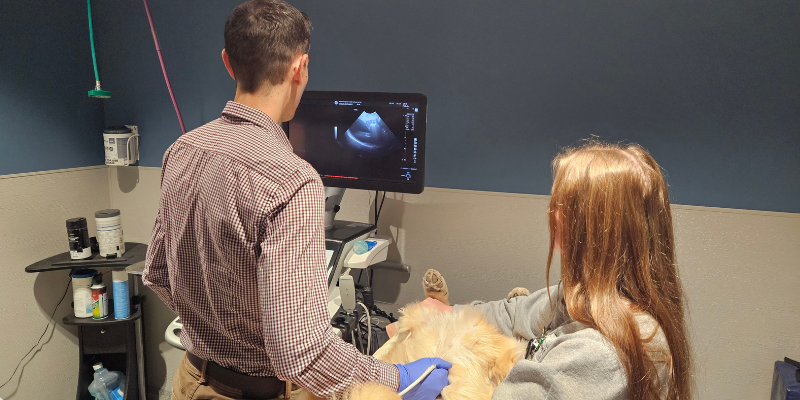 Dr. Nevins, a board-certified veterinary radiologist, performing an ultrasound on a dog at Animal Emergency & Referral Center of Minnesota. 