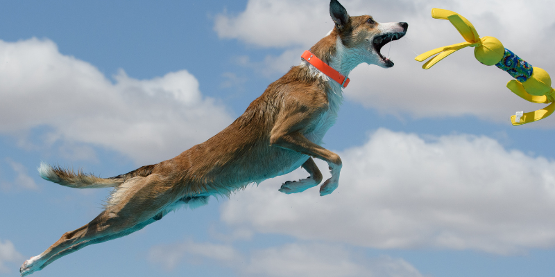 A dog leaping into a pool mid-air with clouds behind it.