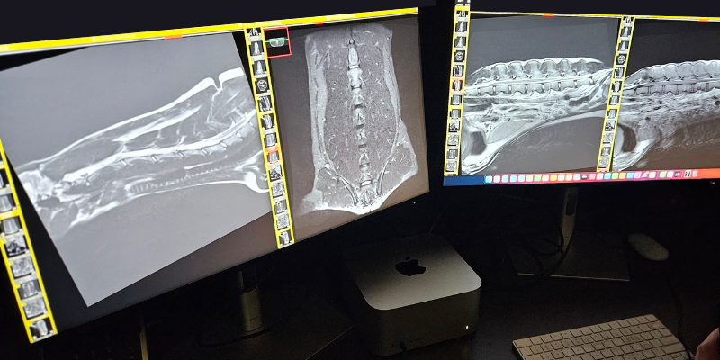 Multiple computer monitors with different imaging results at Animal Emergency & Referral Center of Minnesota.