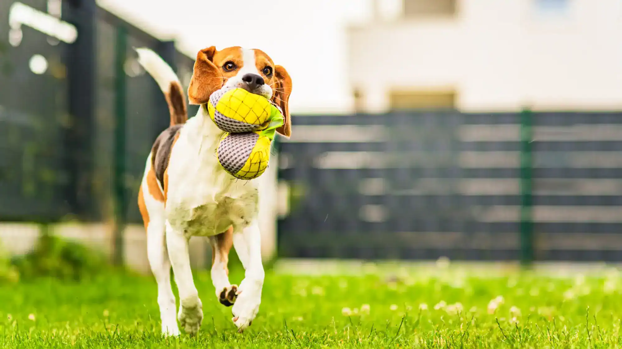 A dog running with a toy in mouth around a fenced-in backyard.