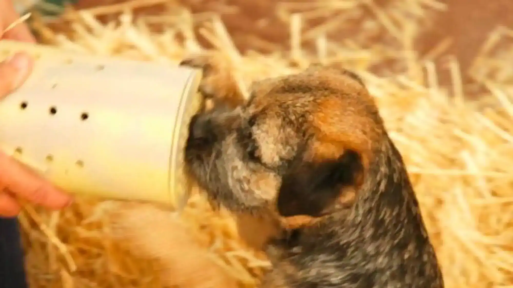 A dog sniffing a tube during barn hunt event. Photo from "For the Love of Dogs".
