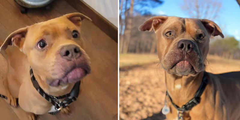 Two close-up images of A close-up of Rootbeer, a 2-year-old American Staffordshire Terrier who ingested rat bait.