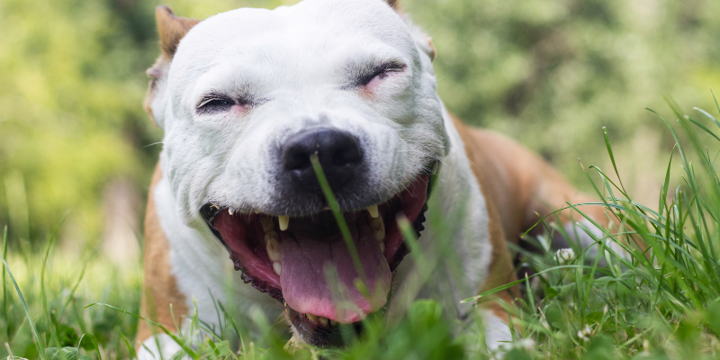 A dog lying in the grass with mouth open.