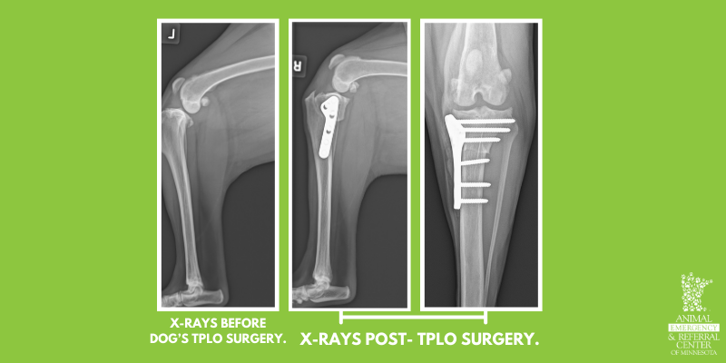 Three x-ray images. The first one is of a dog's CCL injury prior to surgery and the second two images are x-rays of the CCL injury post-surgery.