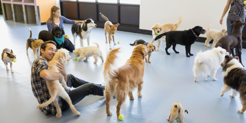 A group of dogs at an indoor doggie daycare facility.