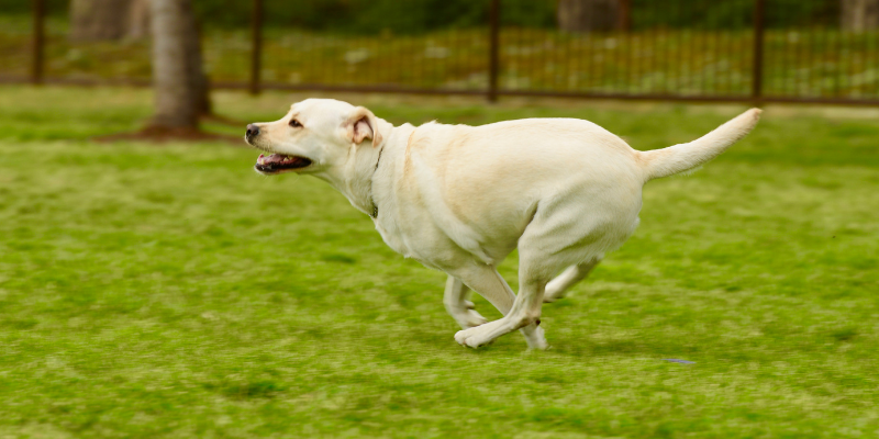 A dog running at the park.