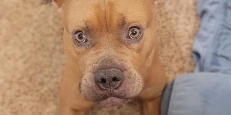 A close-up of Rootbeer, a 2-year-old American Staffordshire Terrier who ingested rat bait.