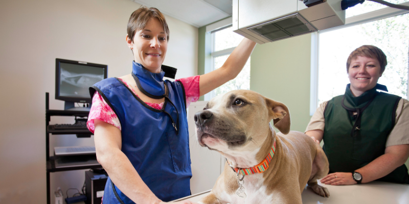 Two veterinary technicians safely restraining a dog for x-rays at Animal Emergency & Referral Center of Minnesota.