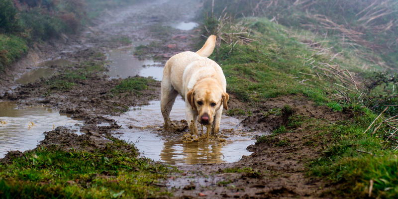 A dog in large puddles on a dirt path.