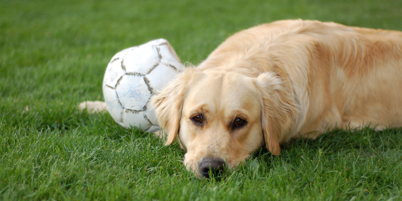 A sad dog lying on the ground next to a soccer ball. 