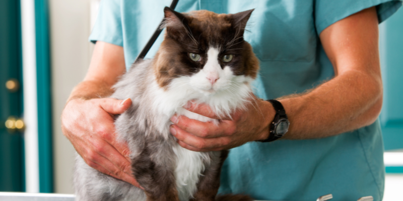 A cat in an exam room with a doctor who has a stethoscope.