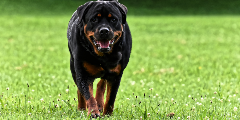 A Rottweiler walking through the grass.
