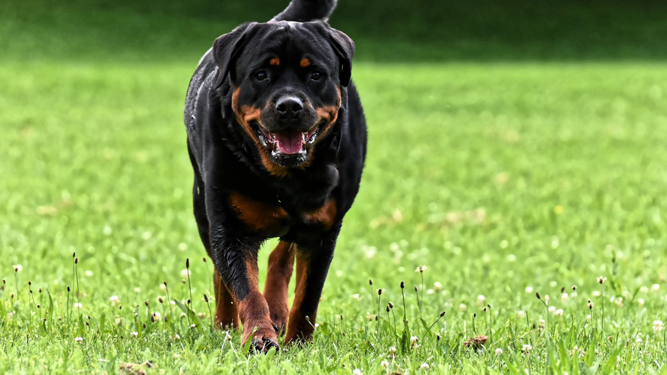 Cranial Cruciate Ligament Injuries in Dogs