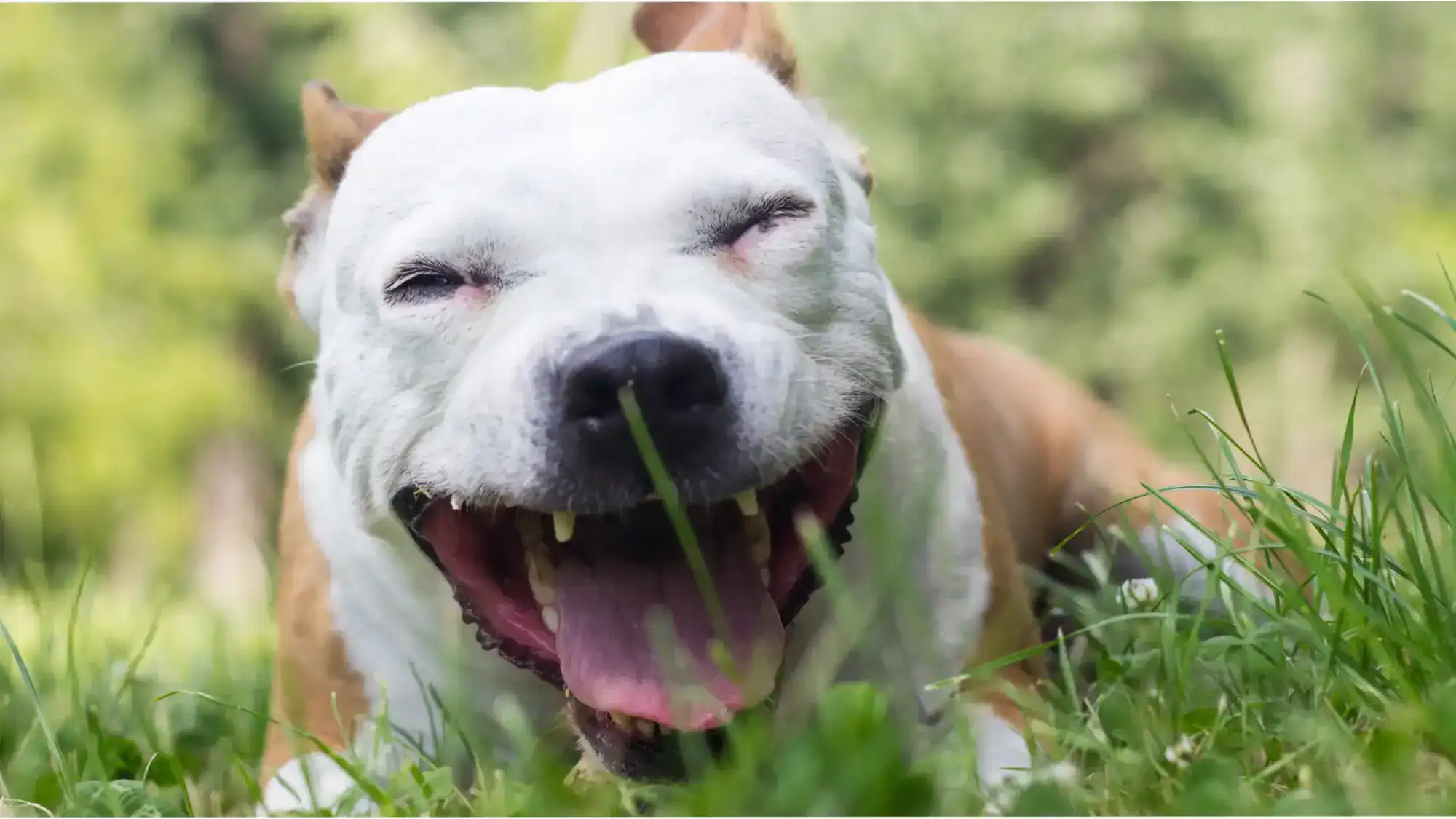 A dog lying in the grass with mouth open.