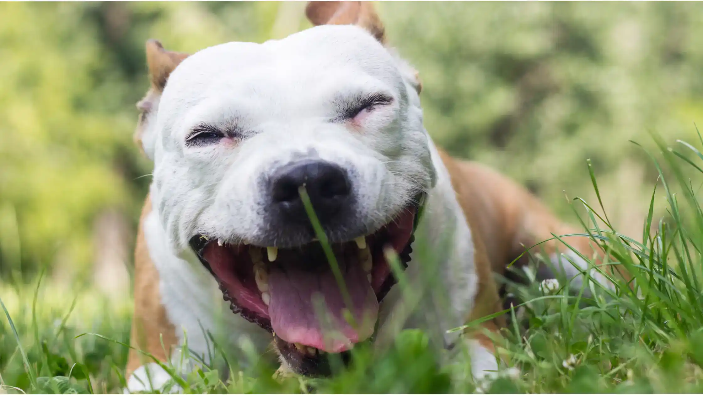 Pneumonia in Pets