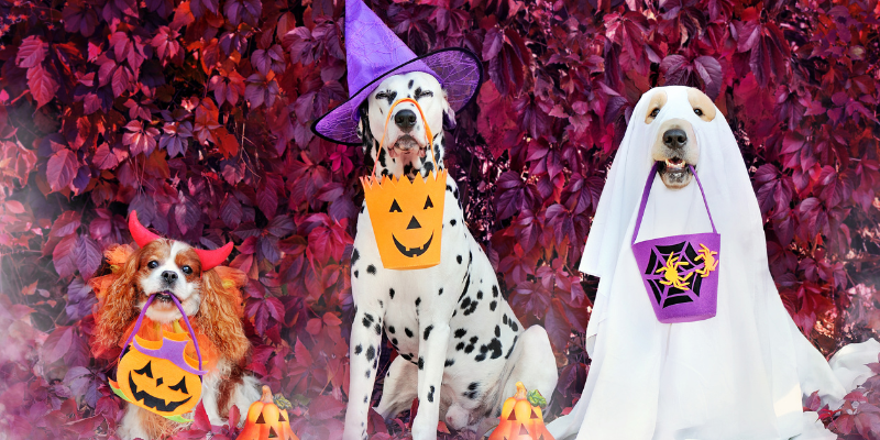 Three dogs in Halloween costumes holding Trick-or-Treating pumpkins in front of a backdrop of fall leaves.