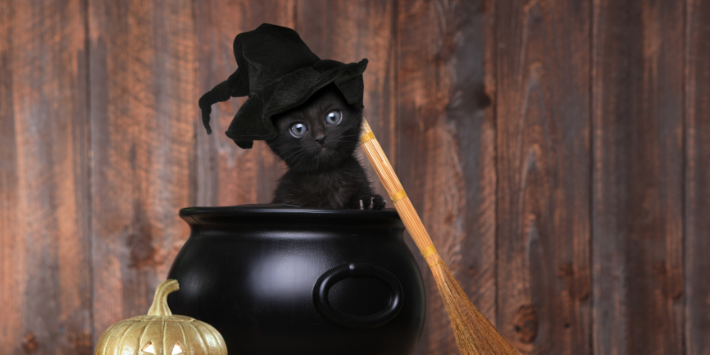 A black cat in a cauldron wearing a witch's hat.