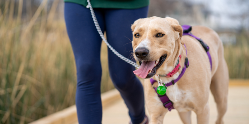 A dog walking on-leash and with a light-up collar accessory for easy visibility. 