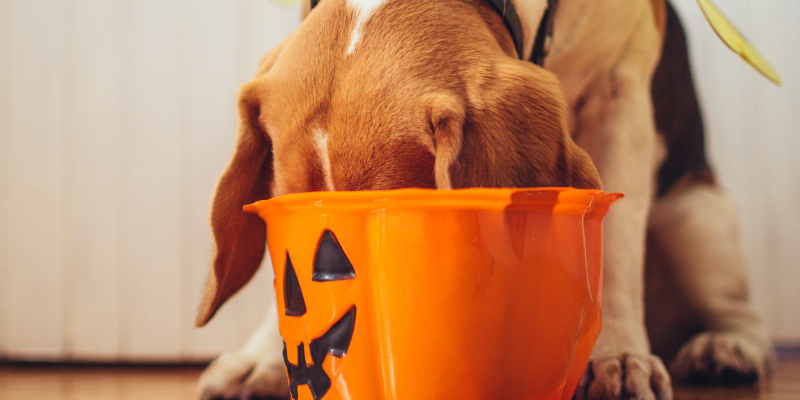 A dog with his head inside a Trick-or-Treating pumpkin.